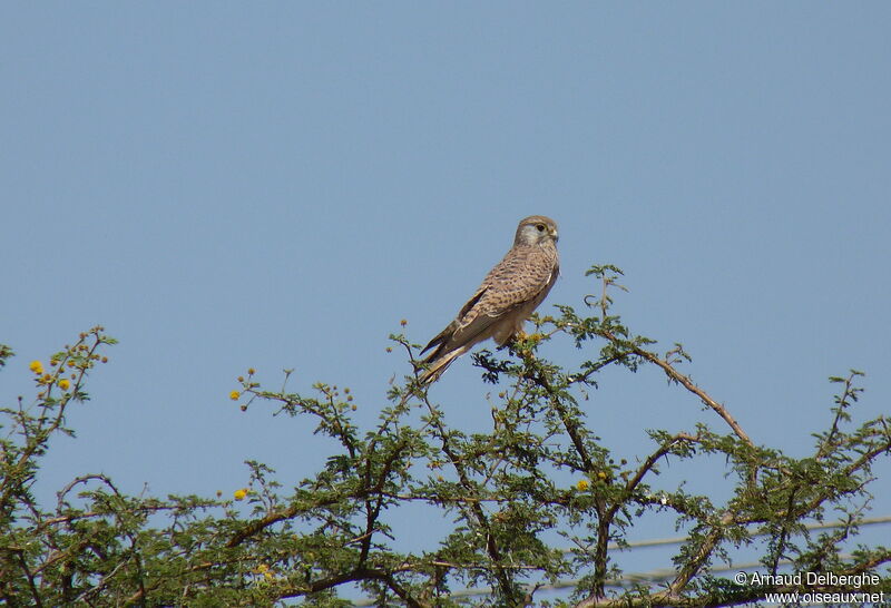 Common Kestrel