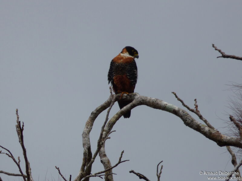 Orange-breasted Falcon