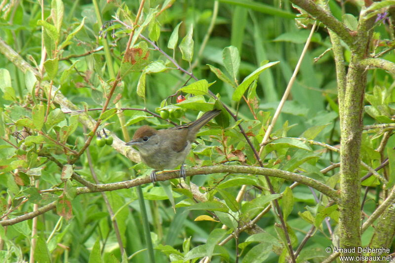 Eurasian Blackcap female