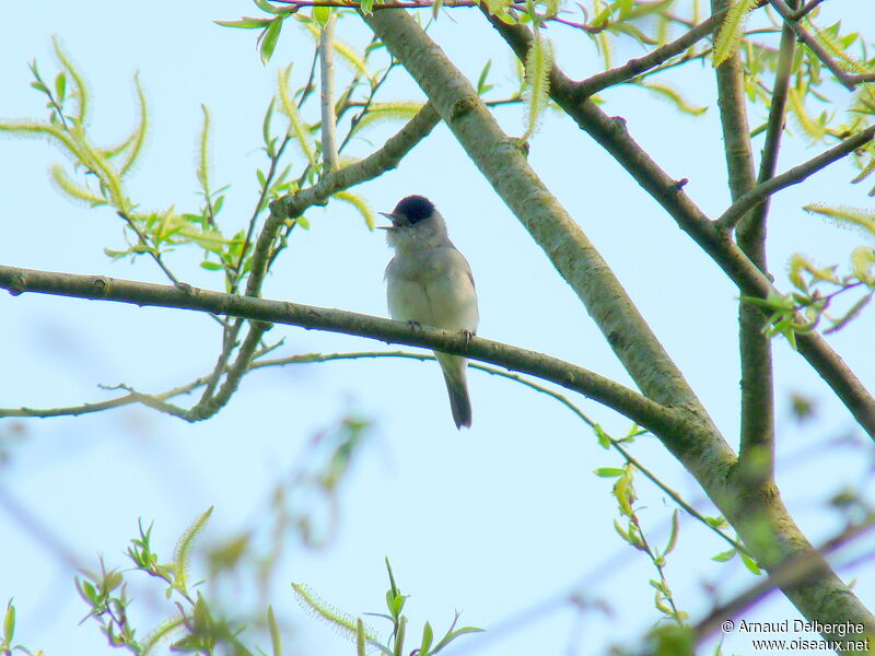 Eurasian Blackcap male