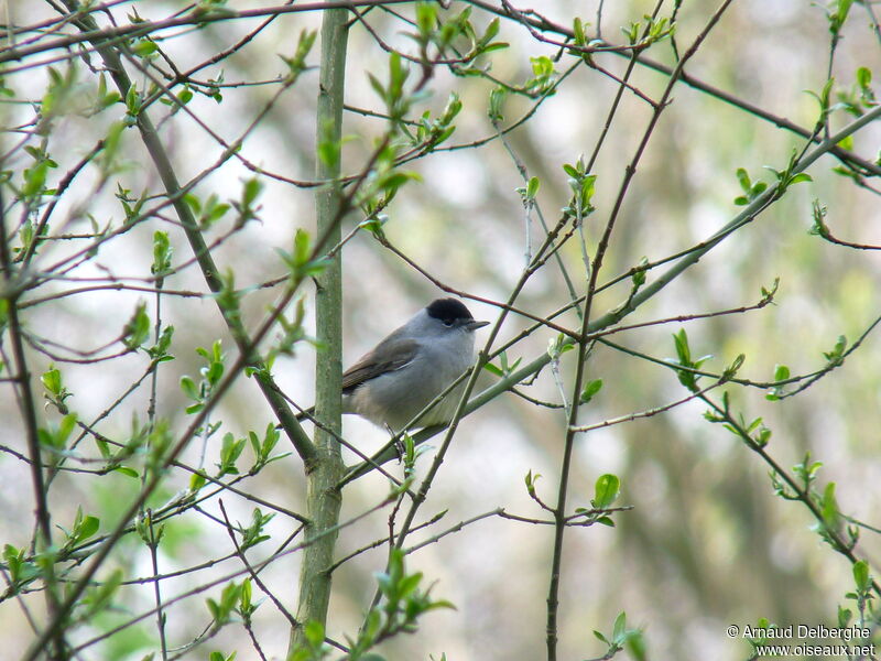 Eurasian Blackcap male