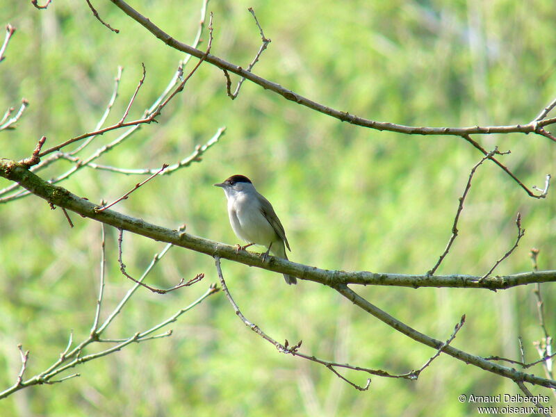 Eurasian Blackcap male