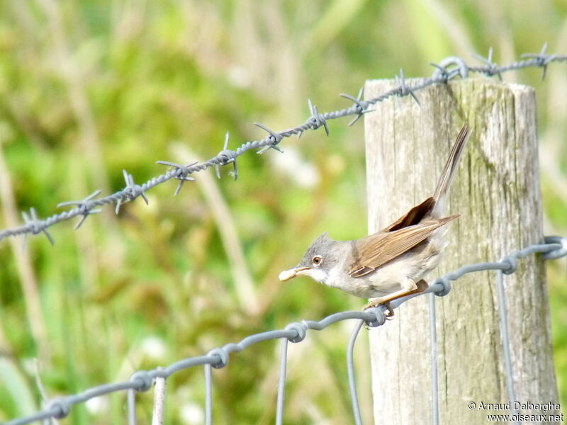 Common Whitethroat