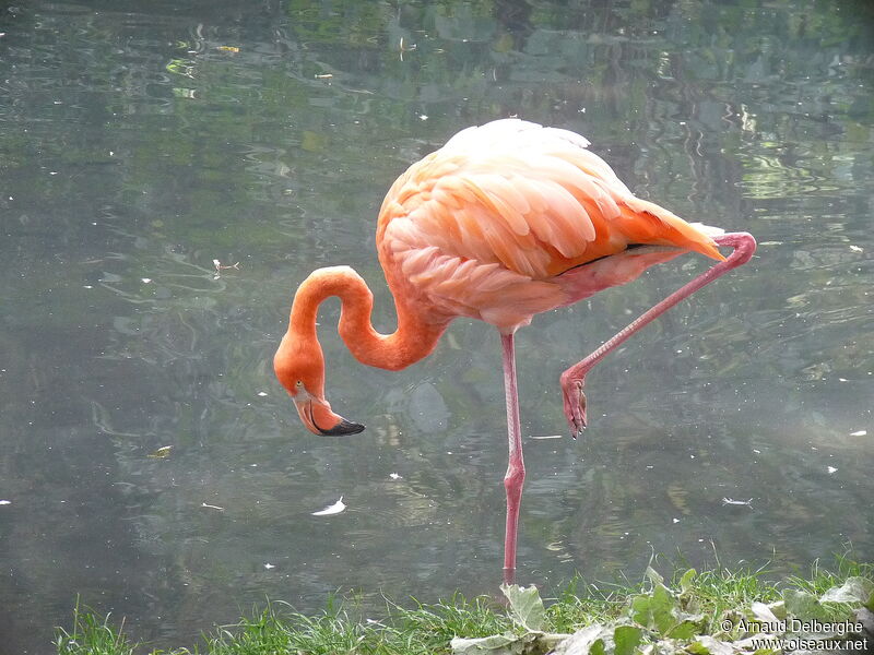 American Flamingo