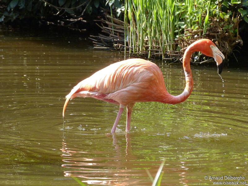 Flamant des Caraïbes