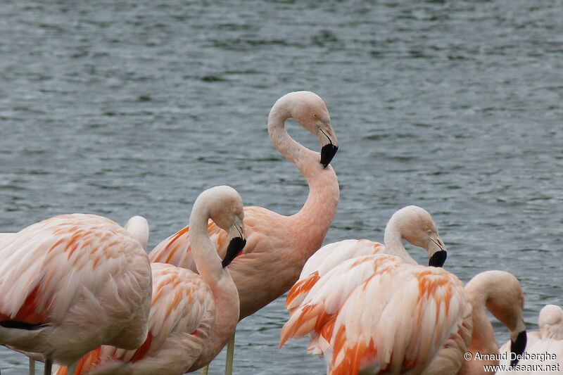 Chilean Flamingo