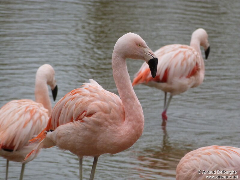 Chilean Flamingo