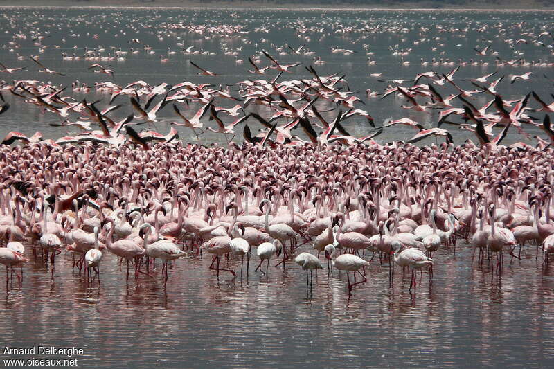 Lesser Flamingo, pigmentation, Behaviour