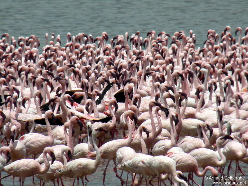 Lesser Flamingo