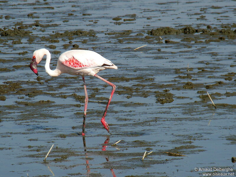 Lesser Flamingo