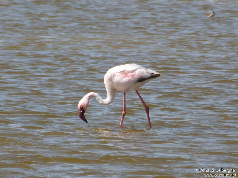 Lesser Flamingo