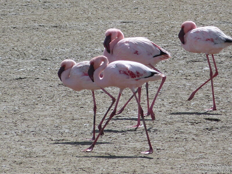 Lesser Flamingo