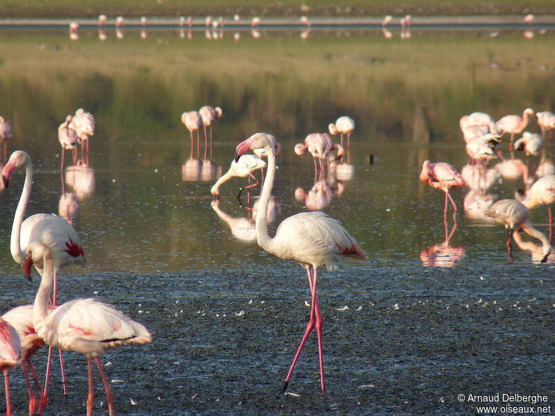 Flamant rose