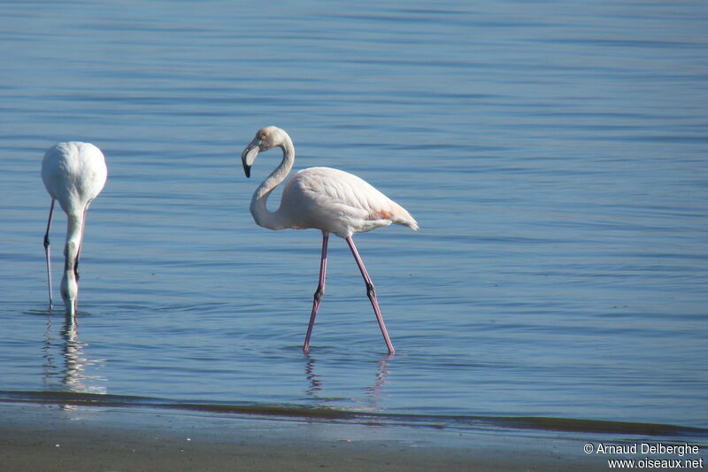 Flamant rose