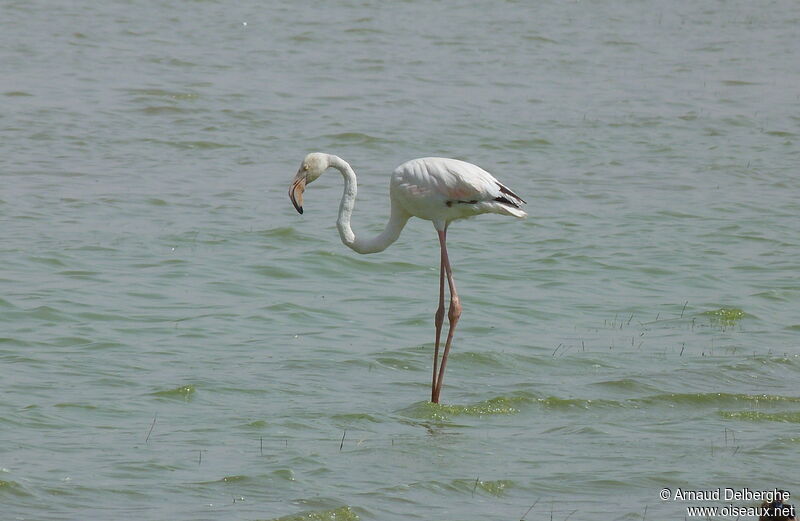 Greater Flamingo