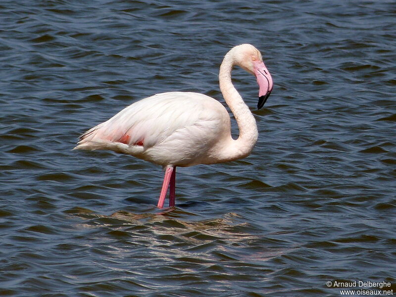 Flamant rose