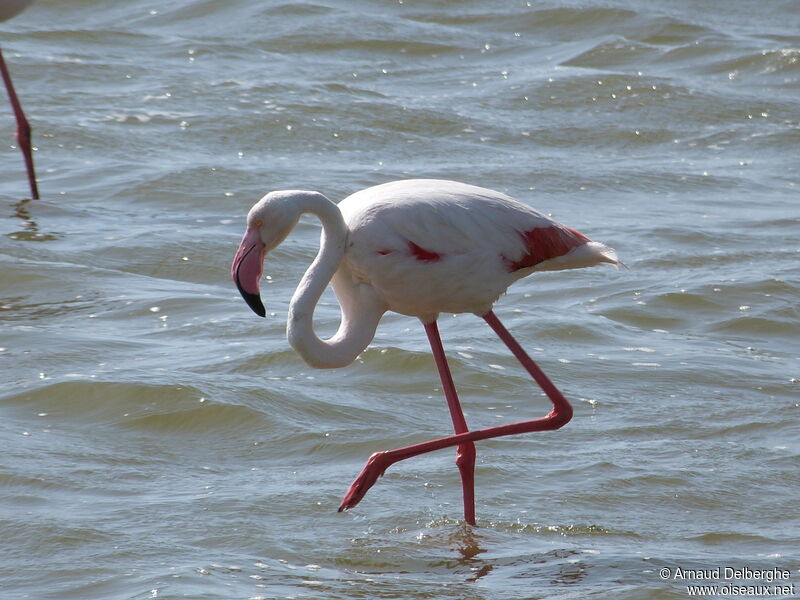 Greater Flamingo