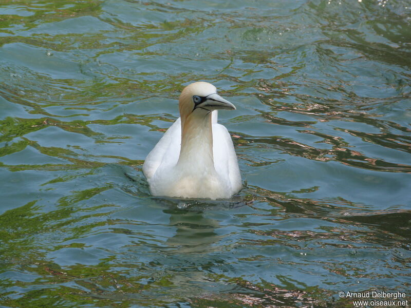 Northern Gannet