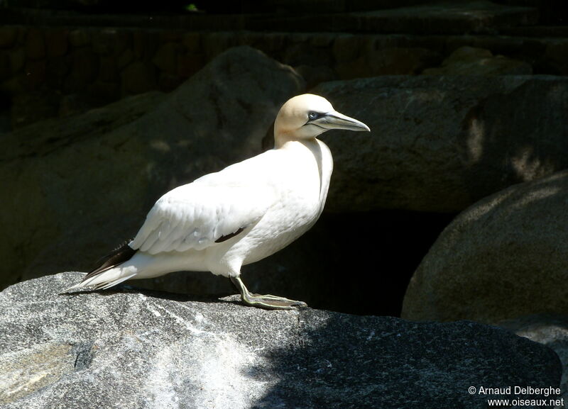 Northern Gannet