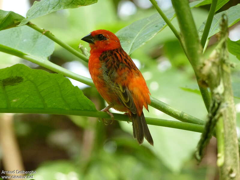 Red Fody, identification