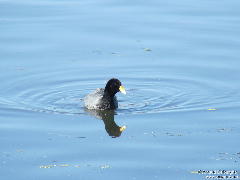 Andean Coot