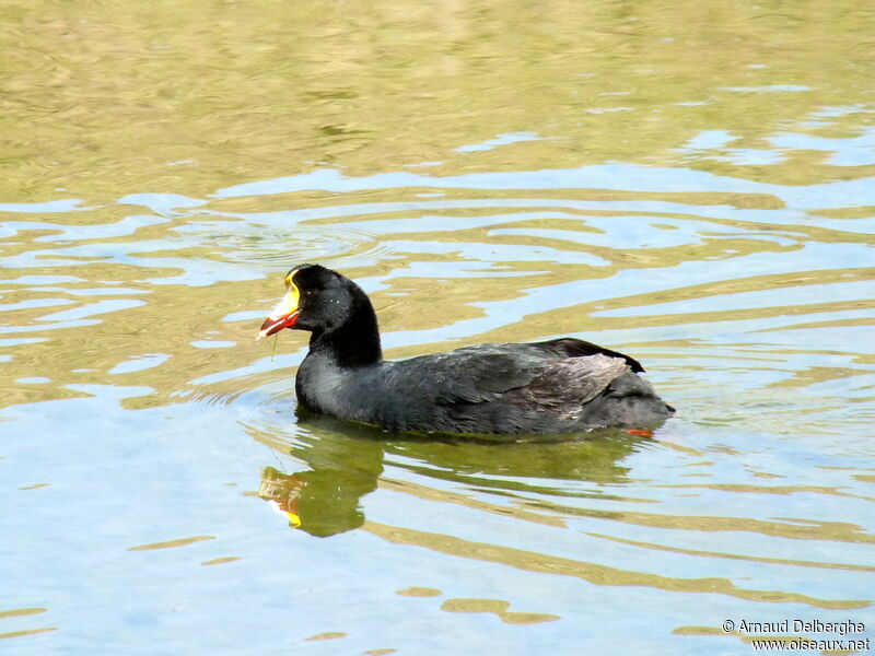 Giant Coot