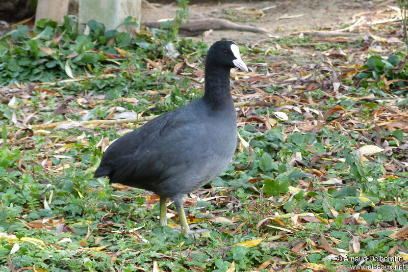 Eurasian Coot