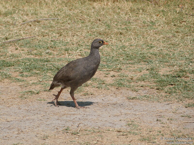 Red-billed Spurfowl