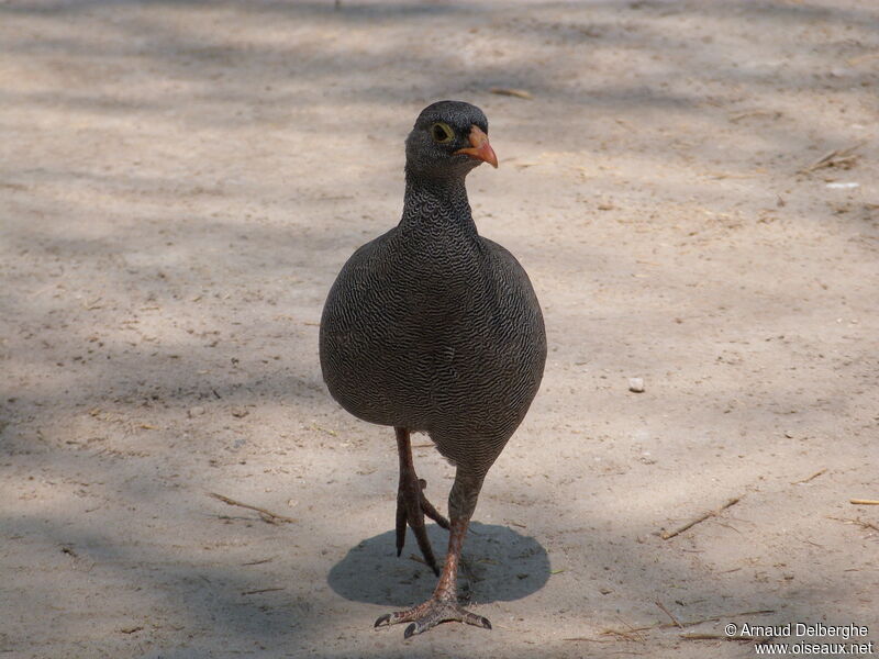 Red-billed Spurfowl