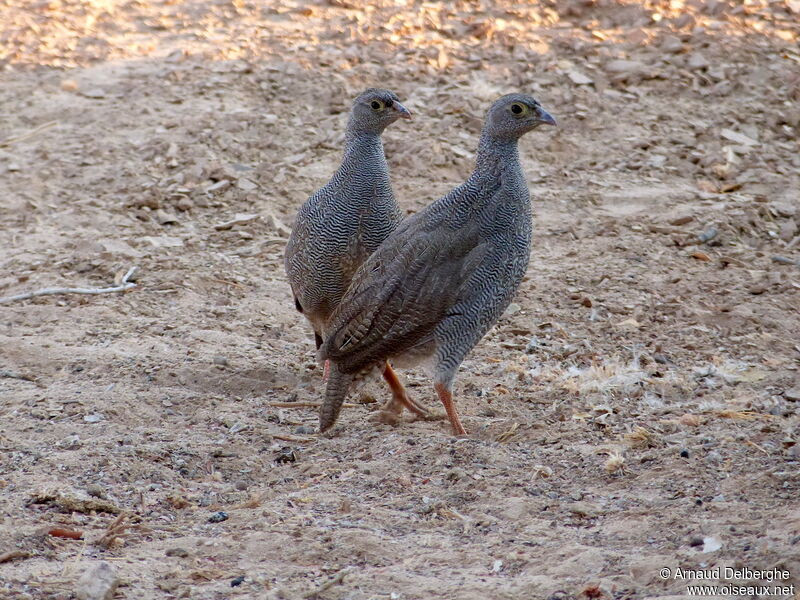 Francolin à bec rouge