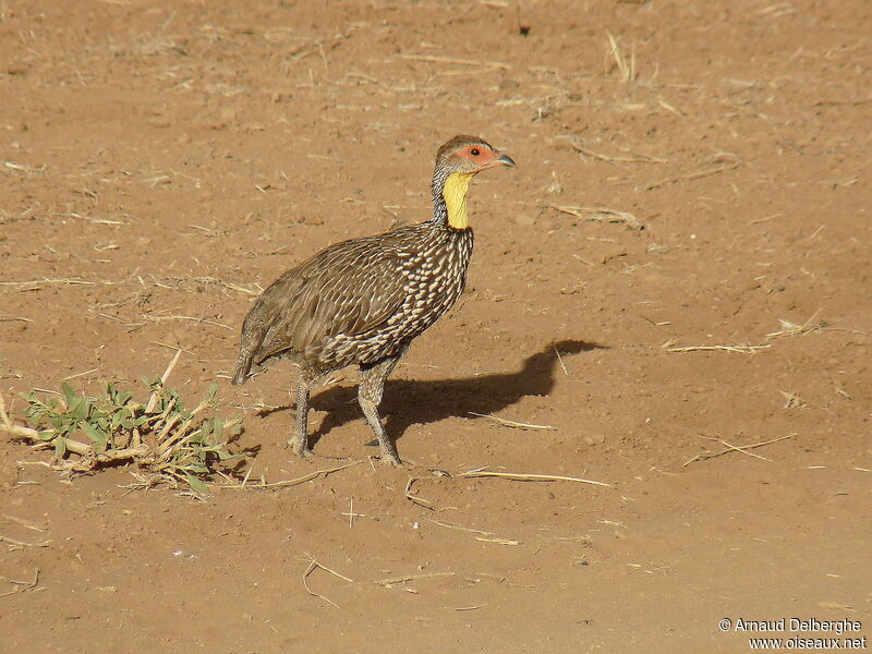 Francolin à cou jaune