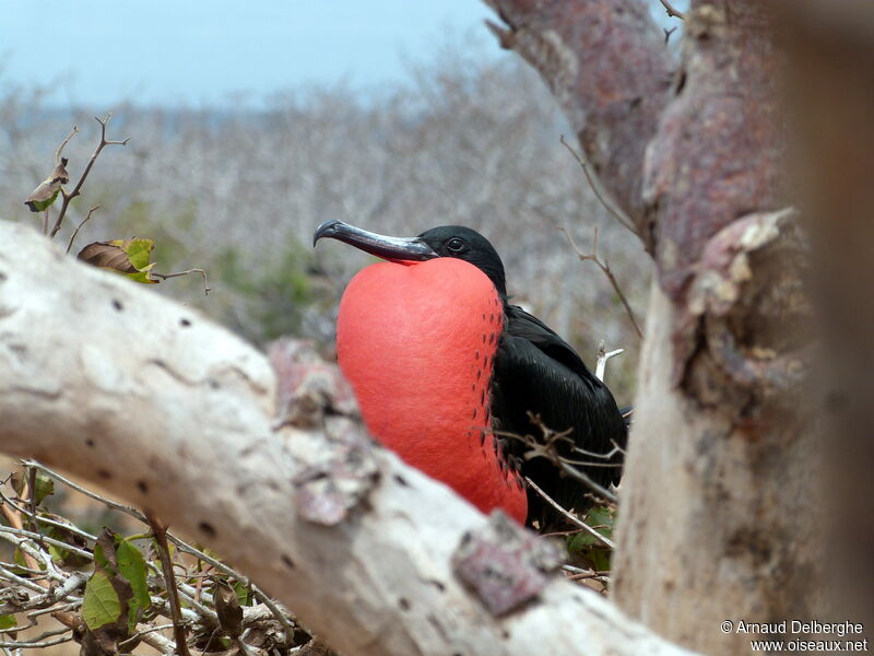 Great Frigatebird