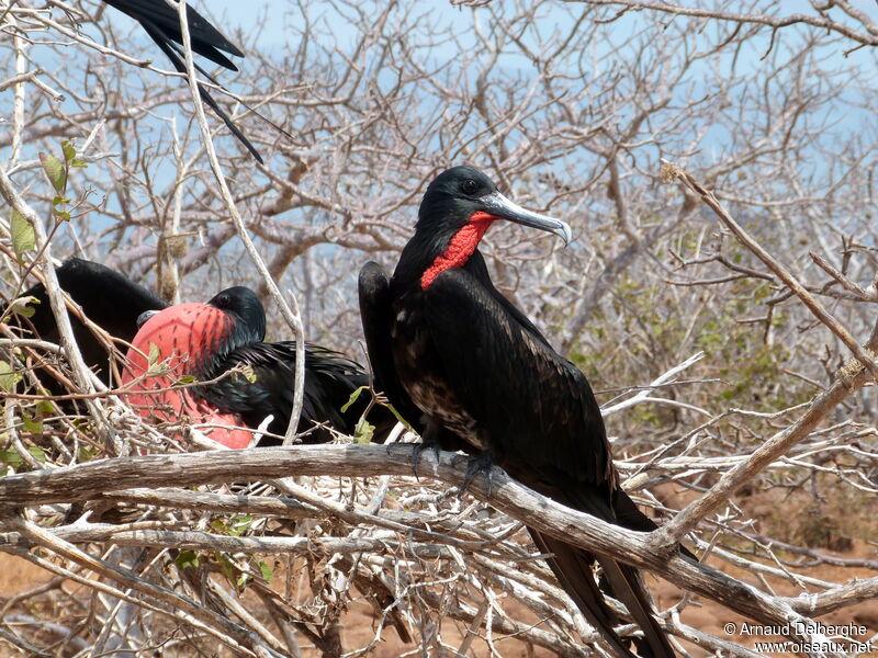 Great Frigatebird