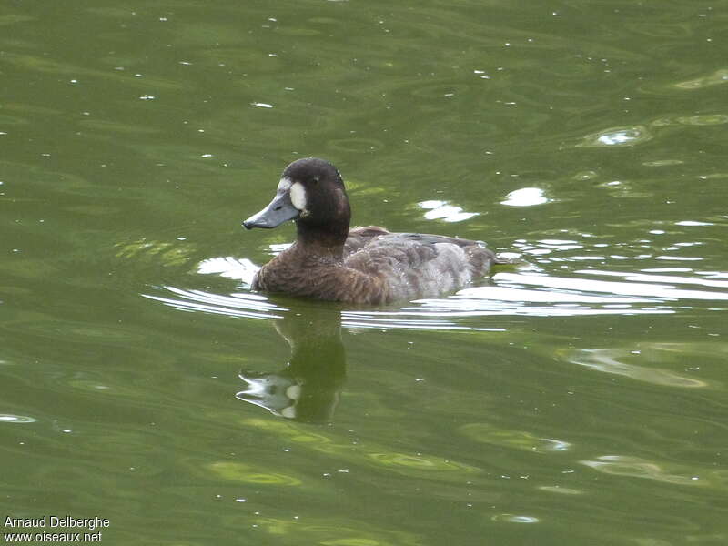 Lesser Scaup female adult, identification