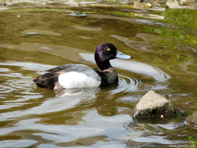 Lesser Scaup male