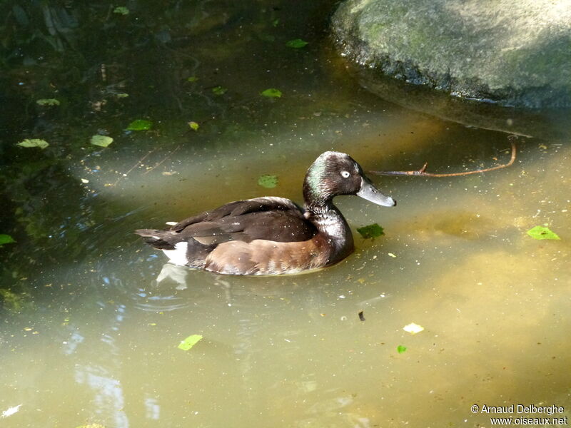 Baer's Pochard