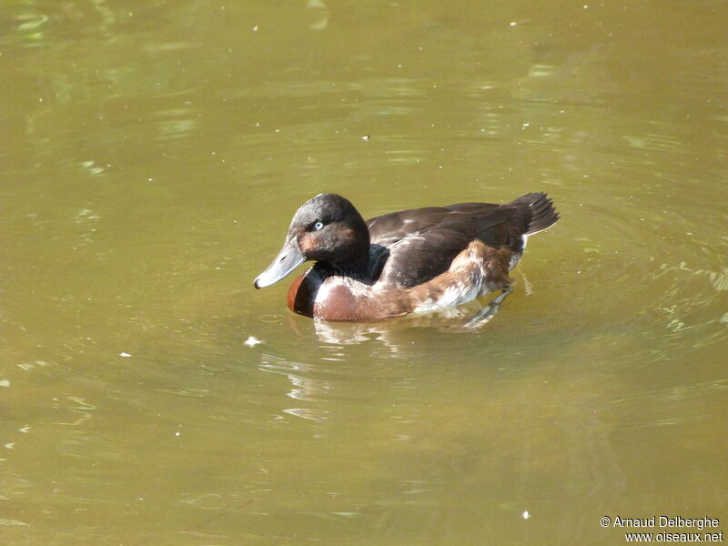 Baer's Pochard