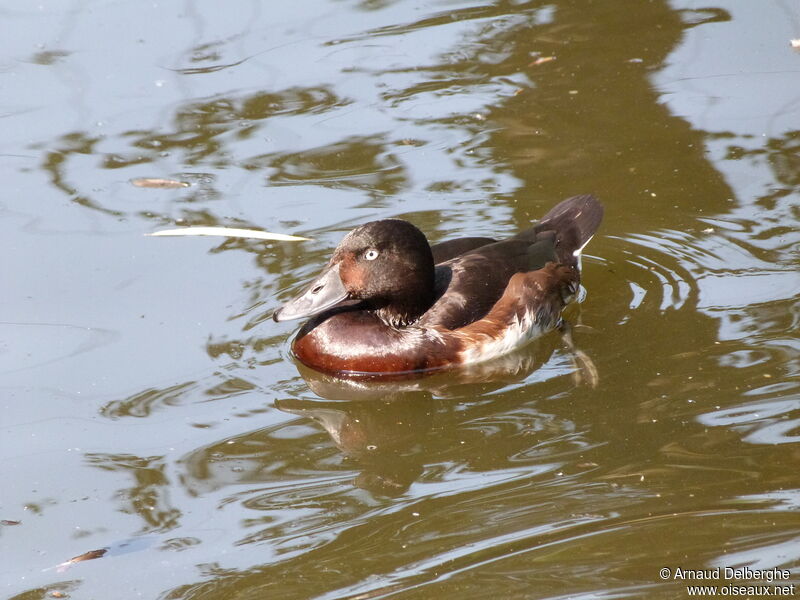 Baer's Pochard