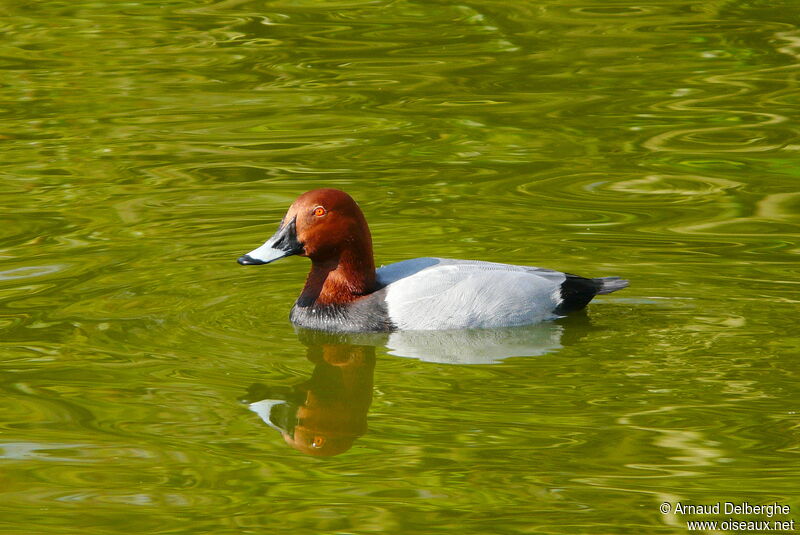 Common Pochard