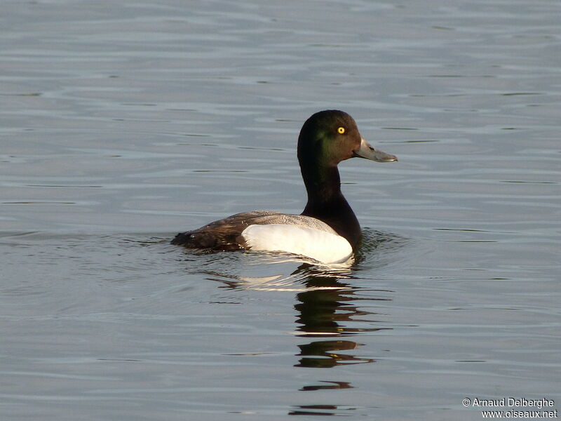 Greater Scaup