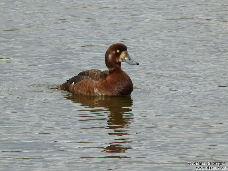 Greater Scaup female