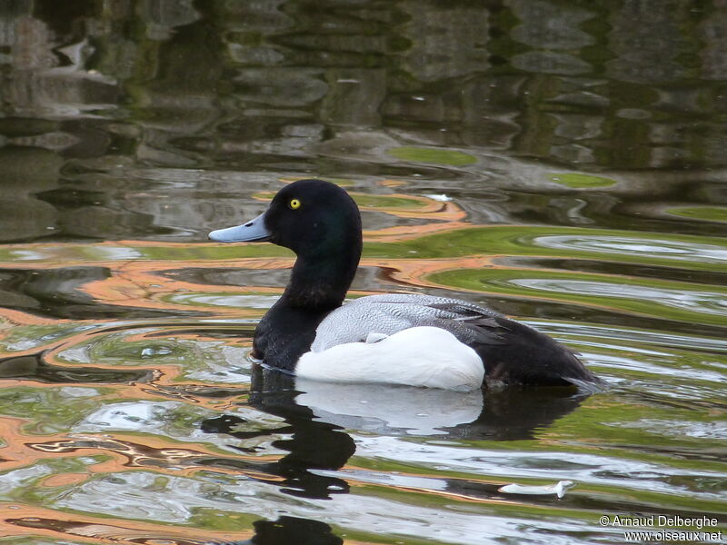 Greater Scaup