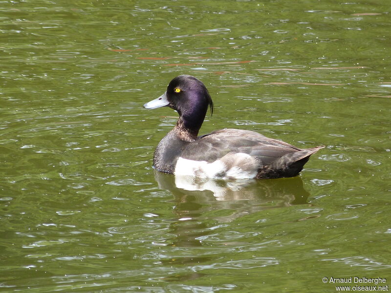 Fuligule morillon