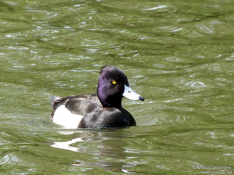 Tufted Duck