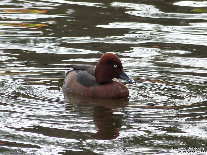 Ferruginous Duck