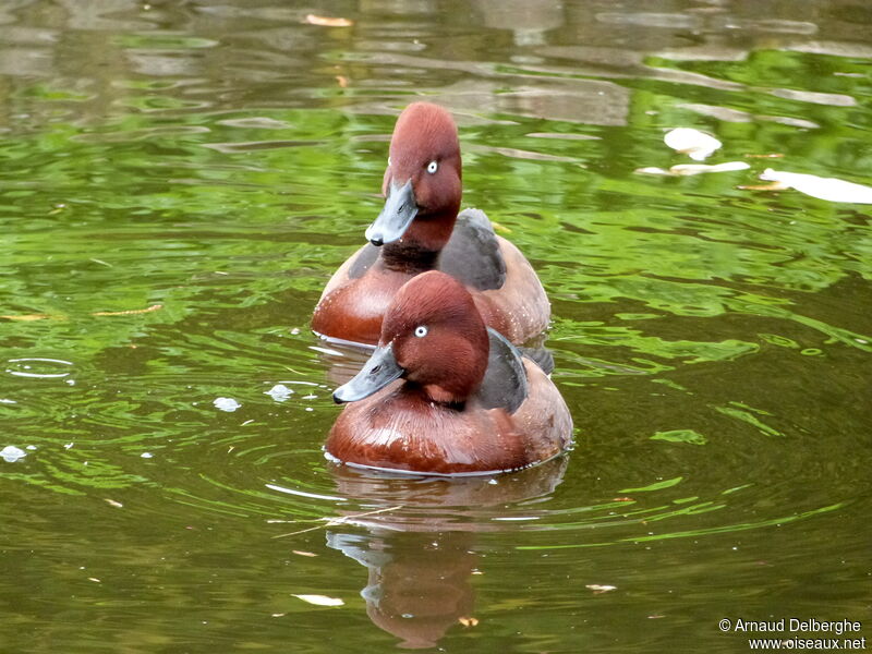 Ferruginous Duck