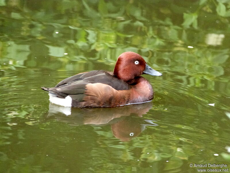 Ferruginous Duck