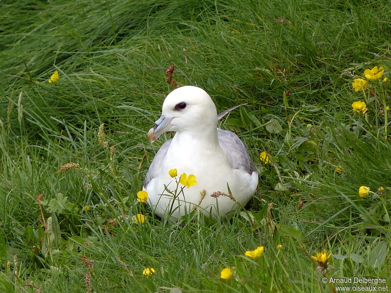 Fulmar boréal