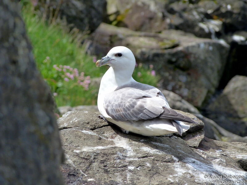 Fulmar boréal