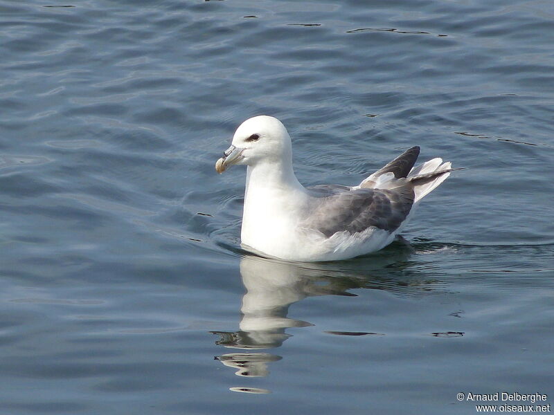 Fulmar boréal